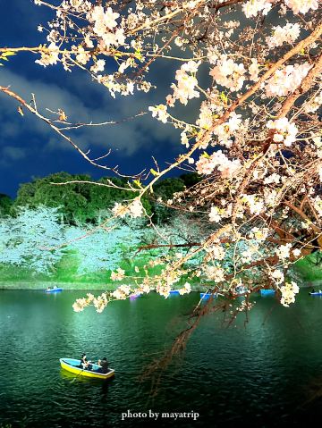 やっぱり行きたい夜桜ライトアップ【東京／千鳥ヶ淵】 | Trip.com 東京