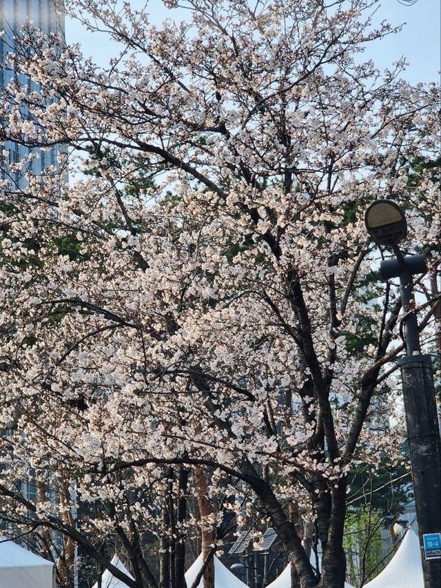 잠실 석촌호수 벚꽃축제🥰