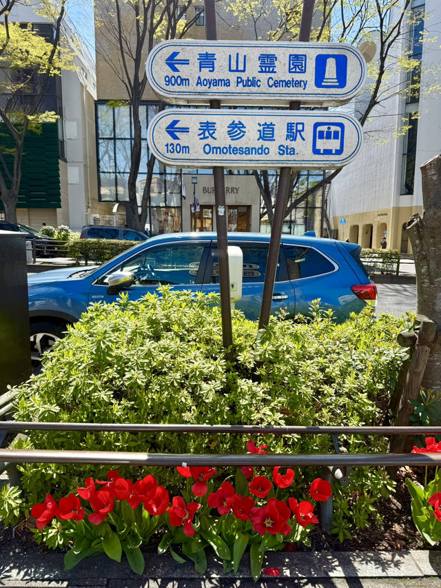 Spring Stroll in Blooming Omotesando🌷