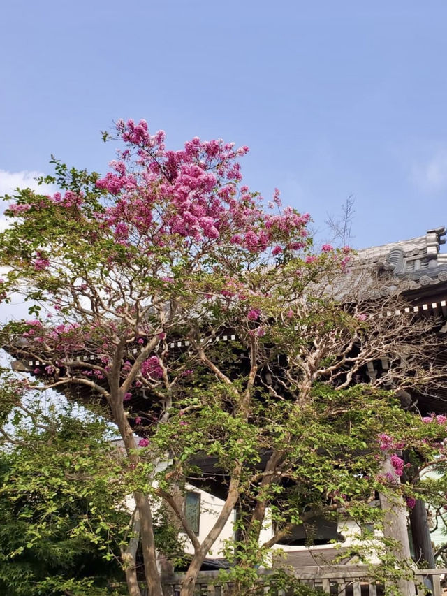 Spring Visit to Daigyoji Temple – A Hidden Floral Sanctuary in Kamakura