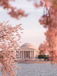 ワシントンD.C.春の絶景｜2025年桜まつり完全ガイド🌸