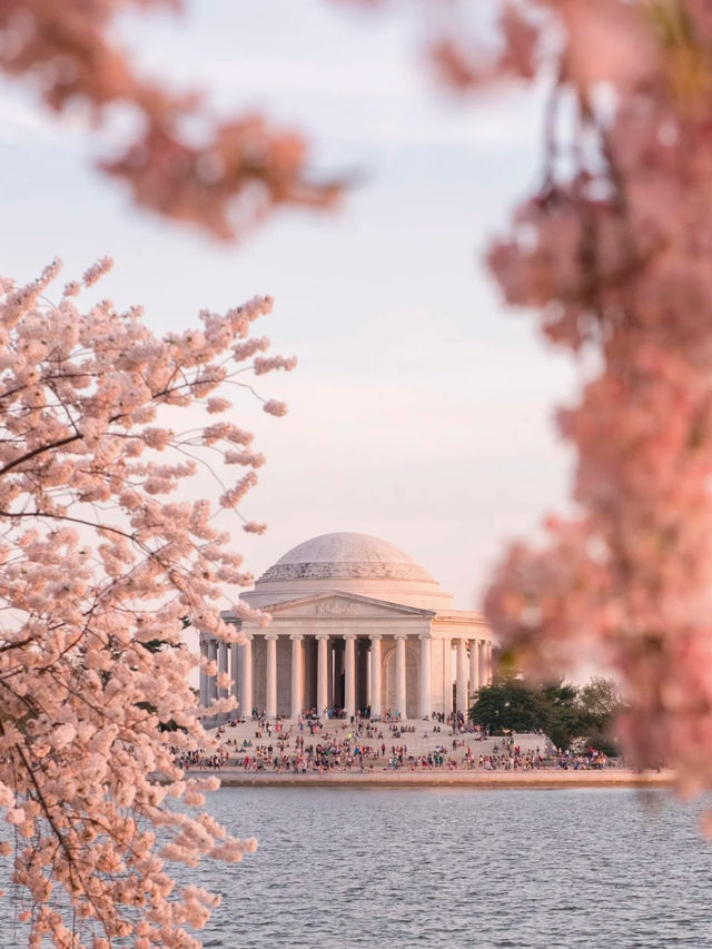 ワシントンD.C.春の絶景｜2025年桜まつり完全ガイド🌸
