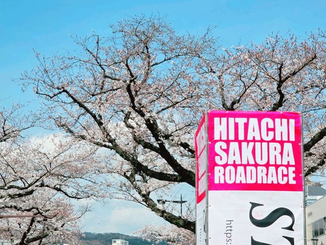 งานวิ่งมาราธอนประจำปี Hitachi sakura road race