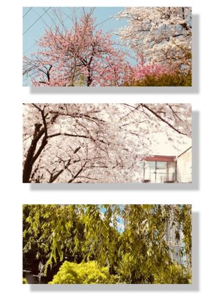 봄의 푸른 길: 실개천에서의 상쾌한 산책