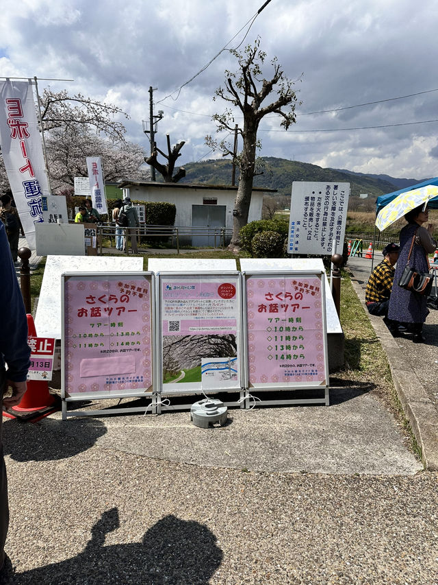 【京都】石清水八幡宮駅から行ける桜祭りは必見！
