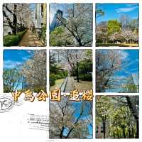 中島公園•櫻花下的城市綠洲