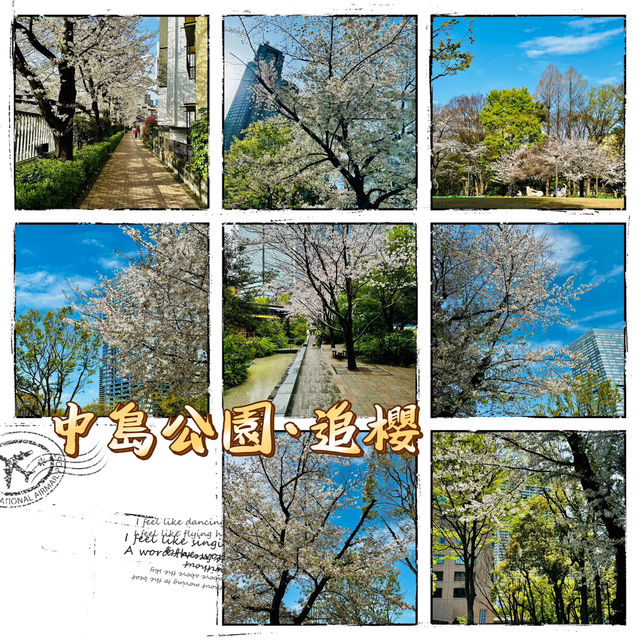 中島公園•櫻花下的城市綠洲