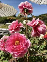Spring in Full Bloom! Hasedera Temple
