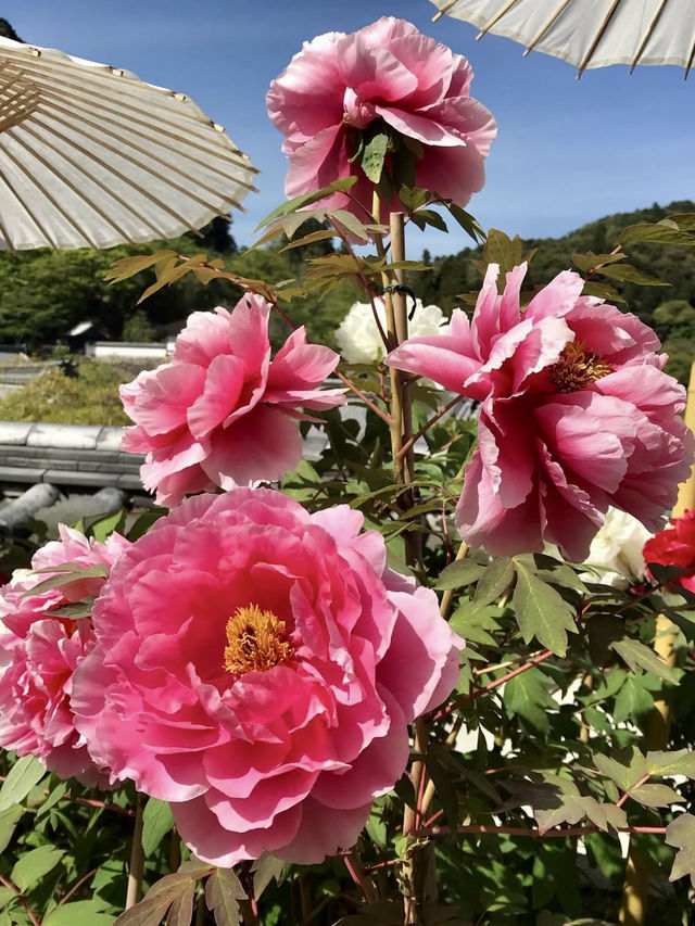 Spring in Full Bloom! Hasedera Temple