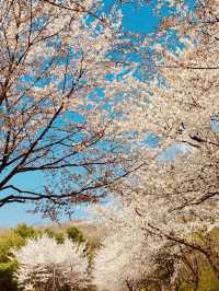 Seoun's Blossoming Fields: A Spacious Spot for Cherry Blossom Viewing 