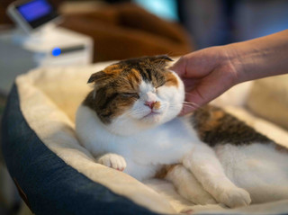 [Kyushu Natural Zoo Cat Cafe]🐱☕️