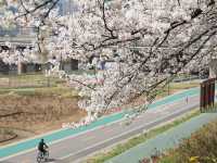 安養川の桜スナップ🌸📷リピートしたくなる春の癒し空間