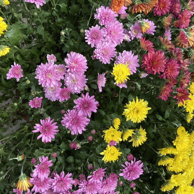 Lijiang: A City Full of Flowers