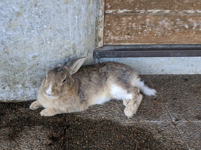【広島】「ウサギの島」かつ「毒ガスの島」へ行く