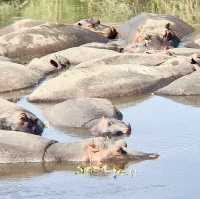 Mandusi Hippo Pool｜坦尚尼亞