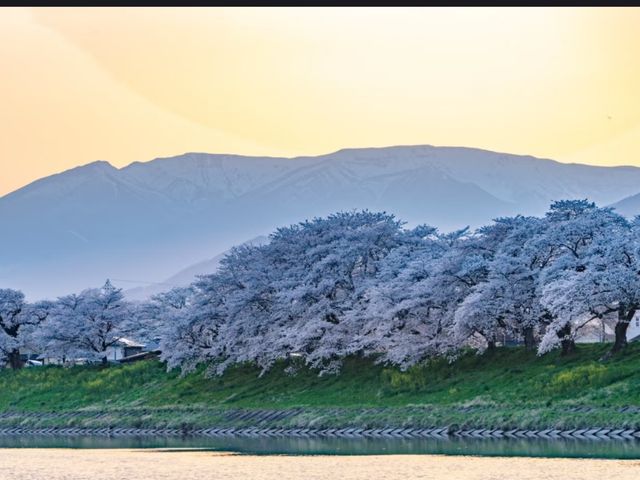 Shiraishi-gawa Tsutsumi Sakura – The Tohoku Region's Most Epic Blossom Avenue