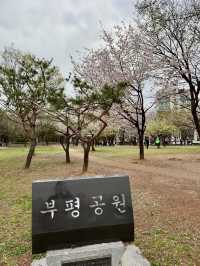 인천에서 붐비지 않는 벚꽃 명소를 찾는다면?!