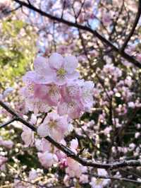 Cat Lover’s Paradise: Spring at Ōmatsu Daigongen