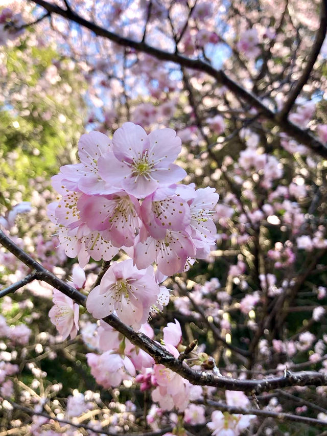Cat Lover’s Paradise: Spring at Ōmatsu Daigongen