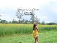 ทุ่งดอกปอเทือง ศูนย์วิจัยและพัฒนาการเกษตรลำปาง