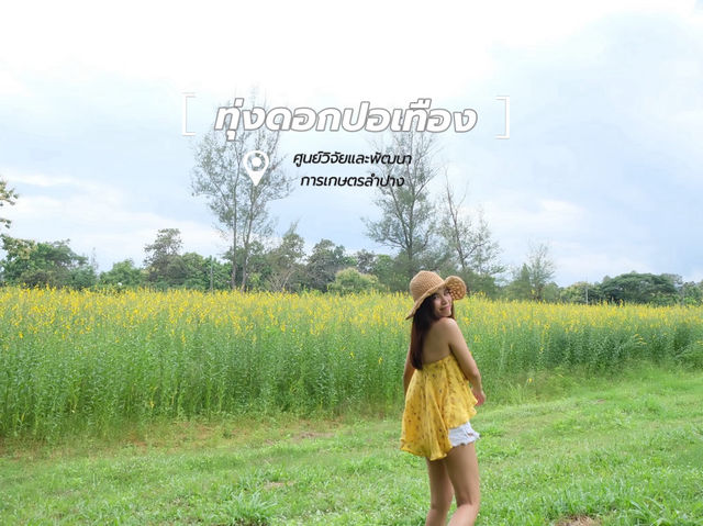 ทุ่งดอกปอเทือง ศูนย์วิจัยและพัฒนาการเกษตรลำปาง