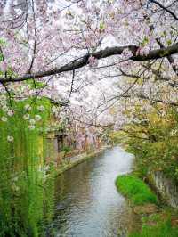 Gion Shirakawa in April — A Hidden Kyoto Spring Poem