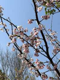Shanghai's Cherry Blossoms 🌸