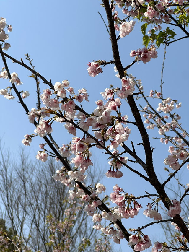 Shanghai's Cherry Blossoms 🌸