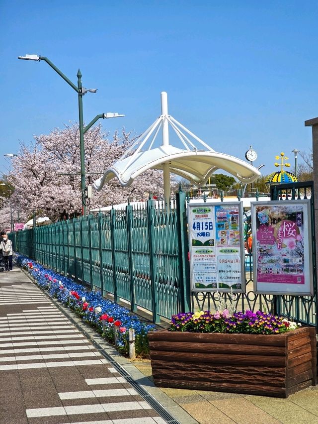 Iwagaike Park 🌷🪻🌸
