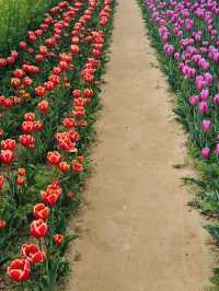 Floral Beauty of Namji Sports Park