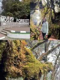 Mossy Forest , Cameron Highland มาเลเซีย