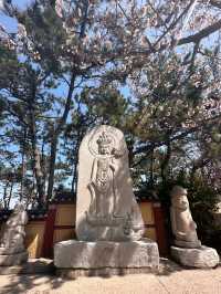 Spring Magic at Korea’s Most Beautiful Seaside Temple 