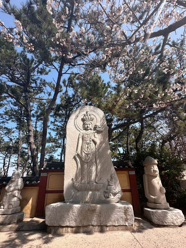 Spring Magic at Korea’s Most Beautiful Seaside Temple 