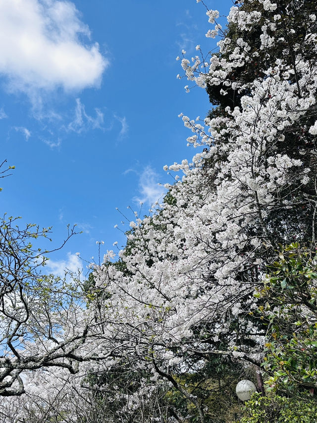 福岡🌸天開稻荷神社⛩️伴櫻花
