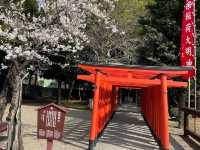 水前寺成趣園🌸櫻花相映成趣🌸