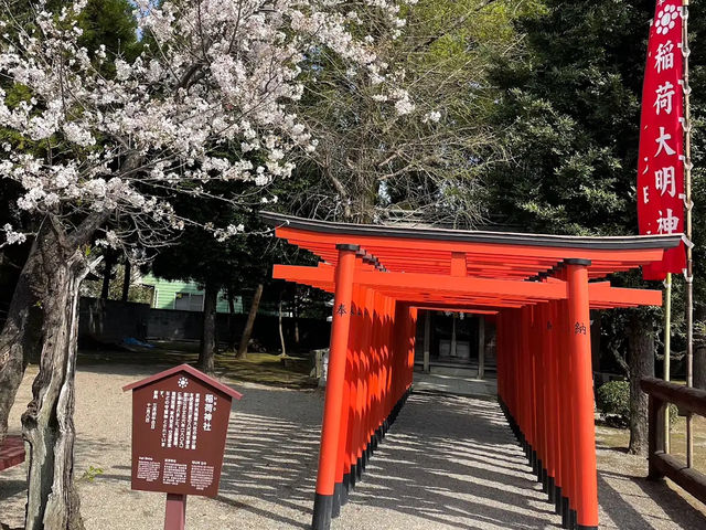 水前寺成趣園🌸櫻花相映成趣🌸