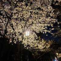 “Blossoms on the Battlements: Nanjing City Wall’s Springtime Legacy” 