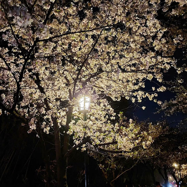 “Blossoms on the Battlements: Nanjing City Wall’s Springtime Legacy” 
