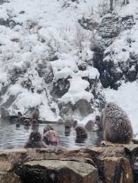 Hot Springs & Snowy Tales: Meeting Japan’s Snow Monkeys