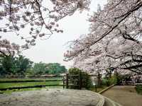 🌸 Kitanomaru Park Sakura Diaries: Picnics, Petals & Perfect Vibes! 🌸