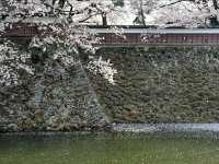 Suwa Lakeside Takashima Castle Sakura | Where Blossoms Meet the "Floating Castle"