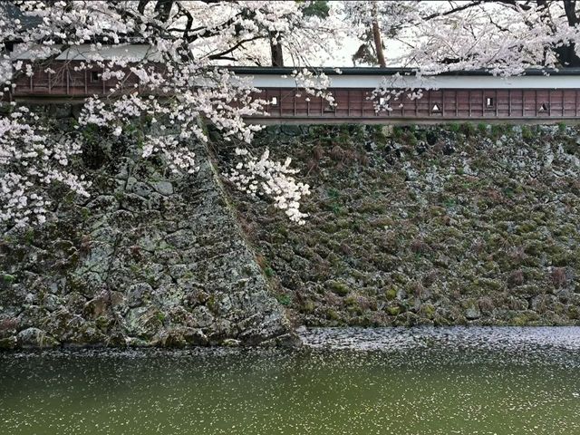 Suwa Lakeside Takashima Castle Sakura | Where Blossoms Meet the "Floating Castle"
