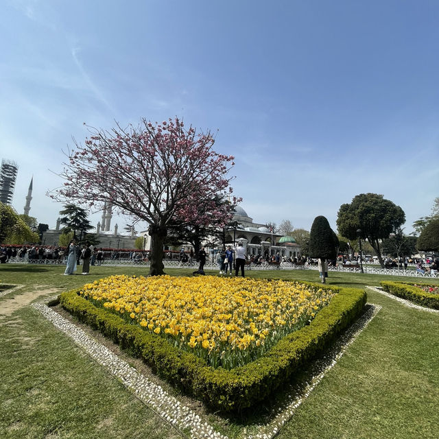 Tulip in Istanbul