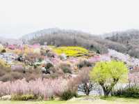 🇯🇵福島 有見過那麼色彩鮮艷的山坡嗎？ 🌼🌸