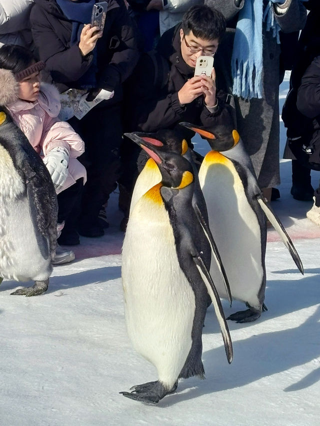 【北海道】旭山動物園：冬日限定超萌企鵝巡遊