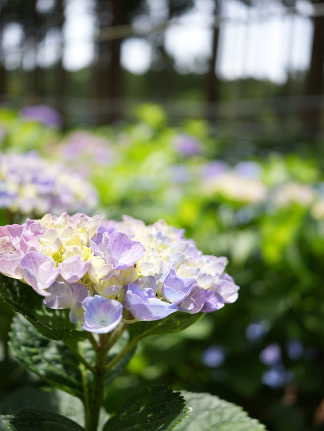 【茨城】これだけ多種多様の紫陽花を見たのは初めて！！