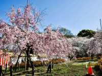 名古屋鶴舞公園，櫻花名所100選的賞櫻勝地