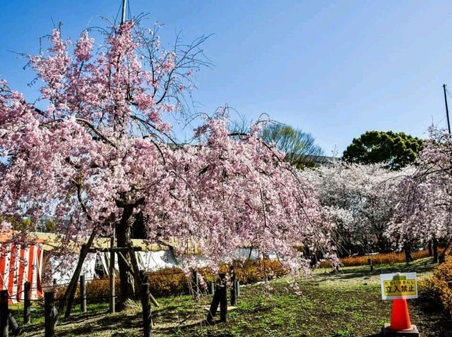 名古屋鶴舞公園，櫻花名所100選的賞櫻勝地