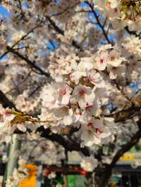 “White Whispers of Spring: Cherry Blossoms at Daejeon Station”