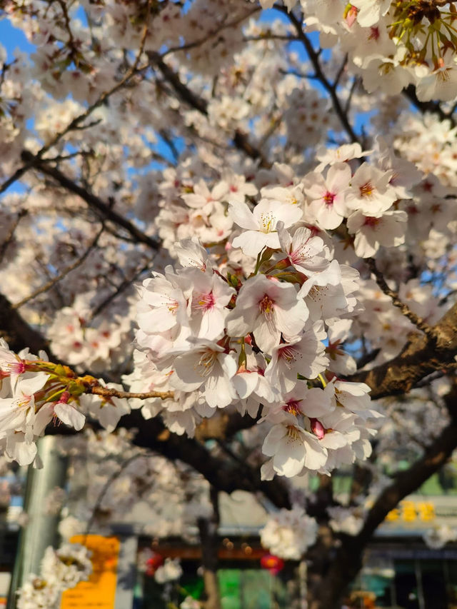 “White Whispers of Spring: Cherry Blossoms at Daejeon Station”